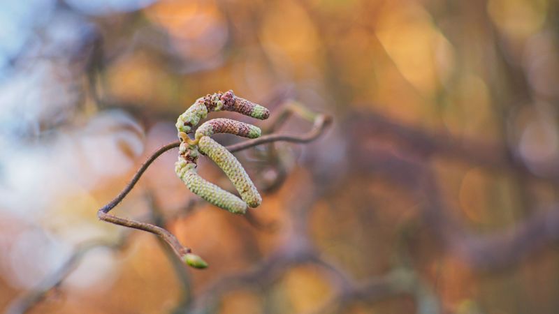 branch, buds, macro, plant, spring, 4k