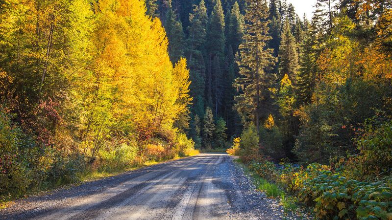 road, forest, trees, autumn, nature, 4k