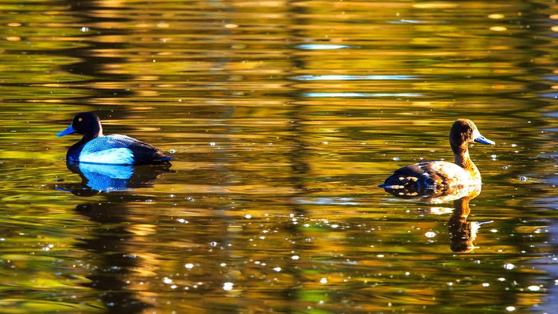 duck, bird, lake, waves, ripples, 4k