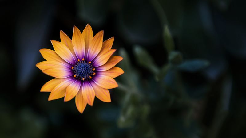 flower, yellow, closeup, macro, 4k