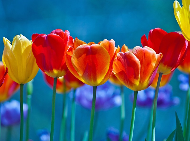 tulips, flowers, 4k, hd