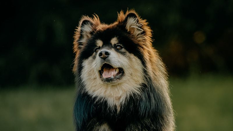 finnish lapphund, dog, protruding tongue, funny, 4k