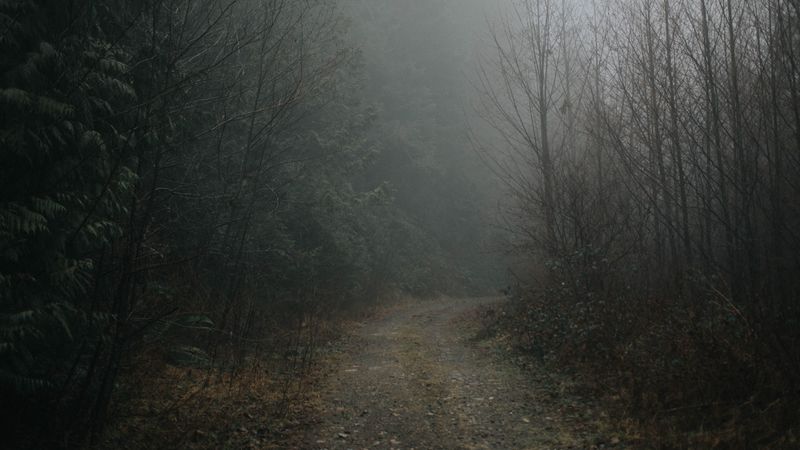 forest, fog, road, turn, nature, 4k