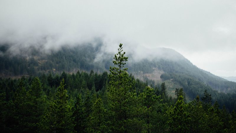forest, mountains, fog, trees, landscape, 4k