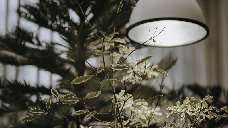 tree, plant, lamp, light, 4k