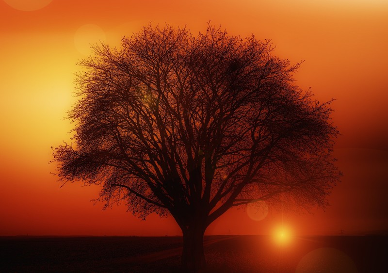 sunset, tree, nature, hd
