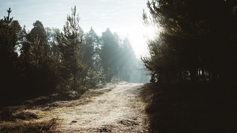 path, trees, sunlight, forest, nature, 4k