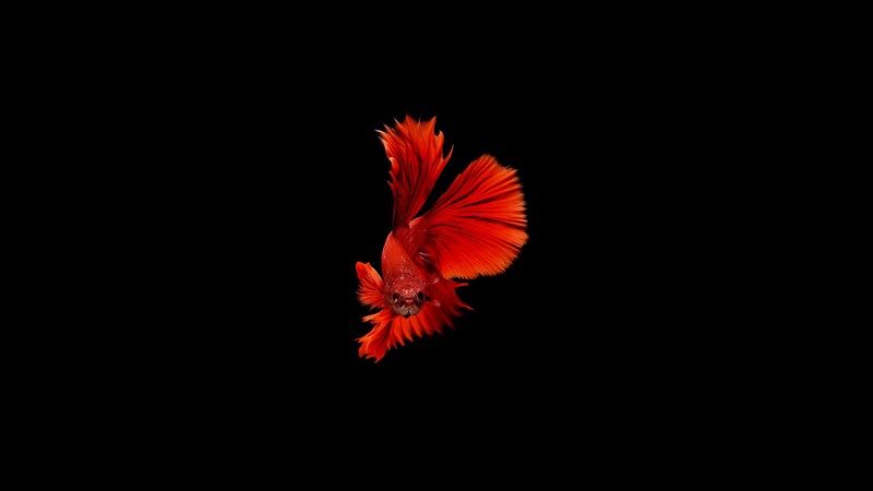 fish, animals, hd, 4k