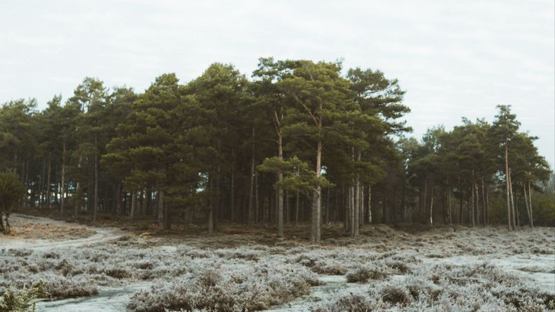 forest, trees, bushes, nature, 4k