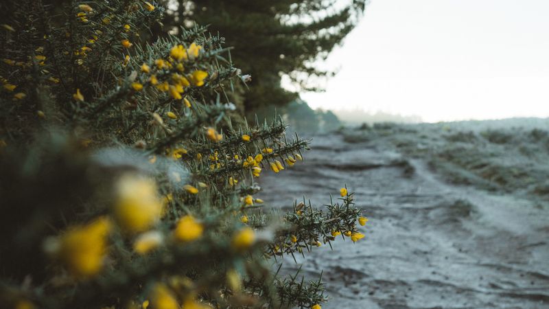 bushes, flowers, yellow, plants, nature, 4k