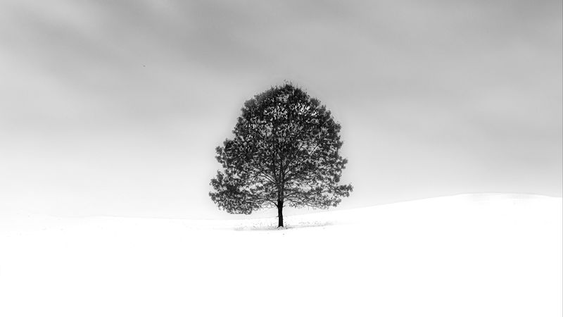 tree, snow, minimalism, bw, nature, 4k