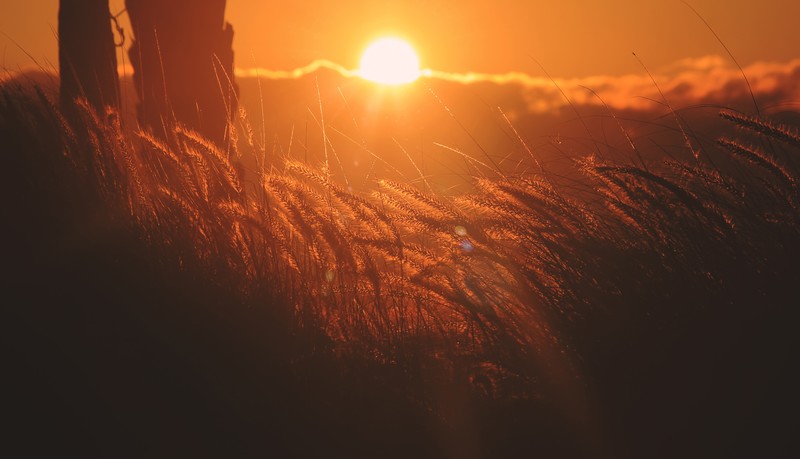 field, sunset, 4k, 5k, nature, hd