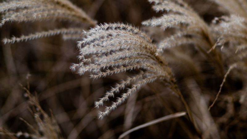 grass, spikelets, macro, plants, 4k