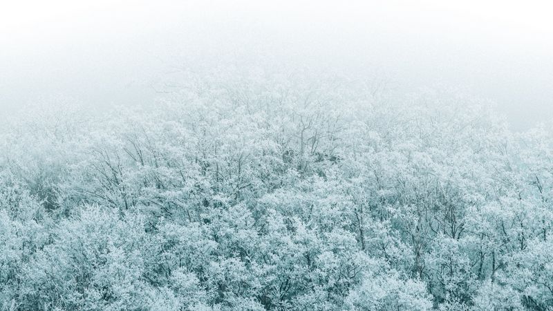 forest, winter, aerial view, trees, snow, 4k