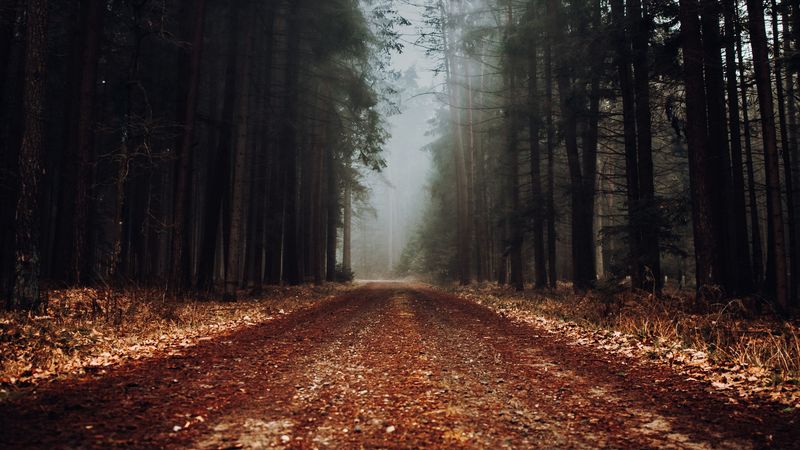 forest, road, fog, nature, 4k