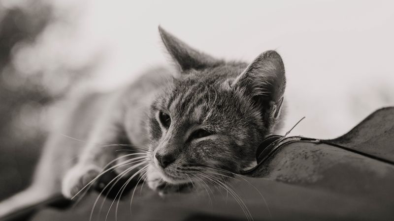 cat, gray, pet, bw, 4k
