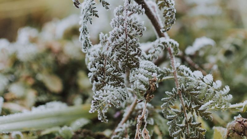 fern, frost, macro, plant, 4k