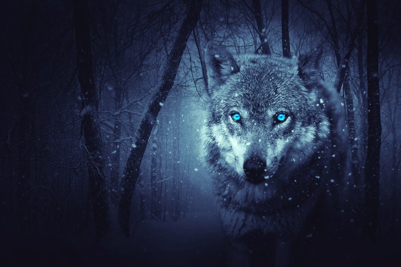 fantasy, wolf, 5k, artist, digital art, hd