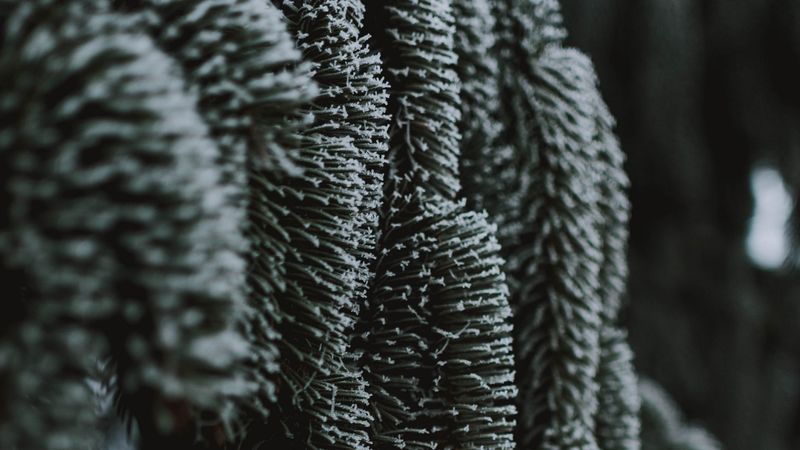 spruce, ice, macro, branch, frost, 4k