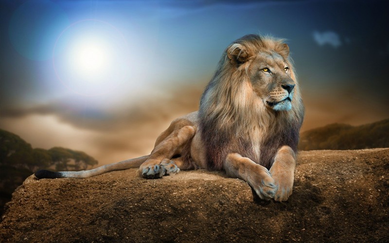 lion, animals, hd