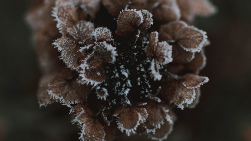 cone, ice, macro, 4k