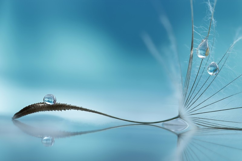 drops, flowers, hd