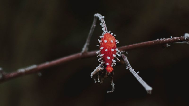 berry, branch, ice, macro, 4k
