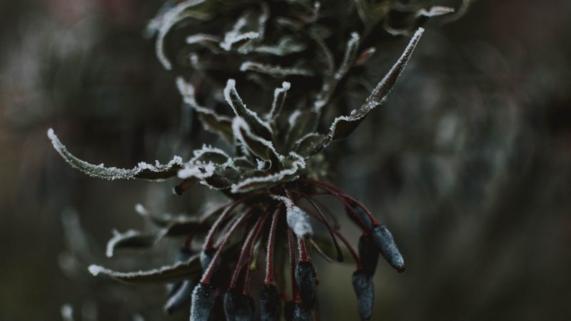 leaves, ice, macro, frost, branch, 4k
