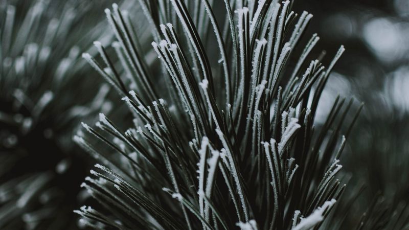 branch, needles, frost, macro, 4k