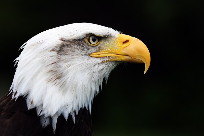 bald eagle, eagle, animals, hd