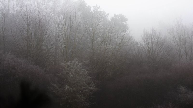 trees, bushes, fog, nature, 4k