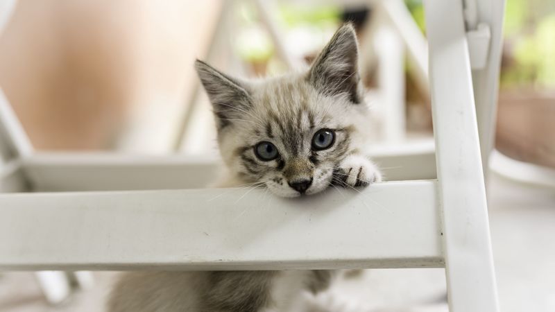 kitten, cat, pet, gray, 4k