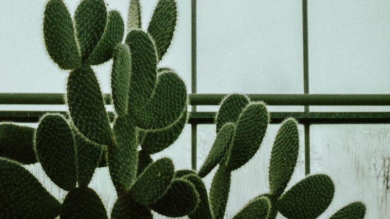 cactus, succulent, plant, window, 4k