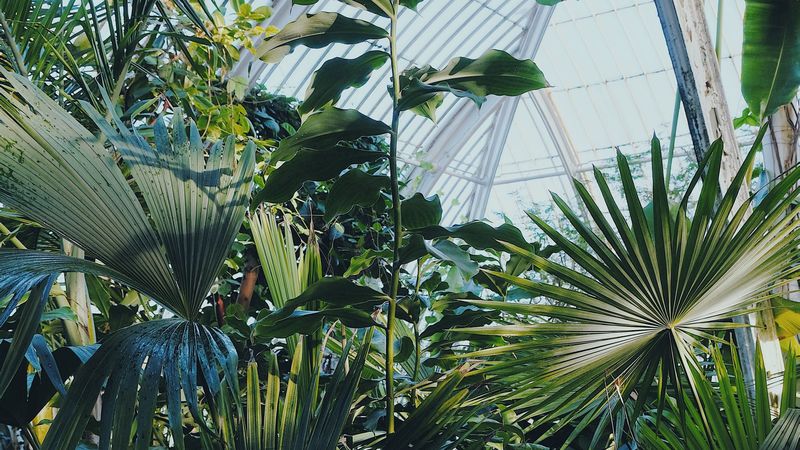 plants, greenhouse, garden, exotic, 4k