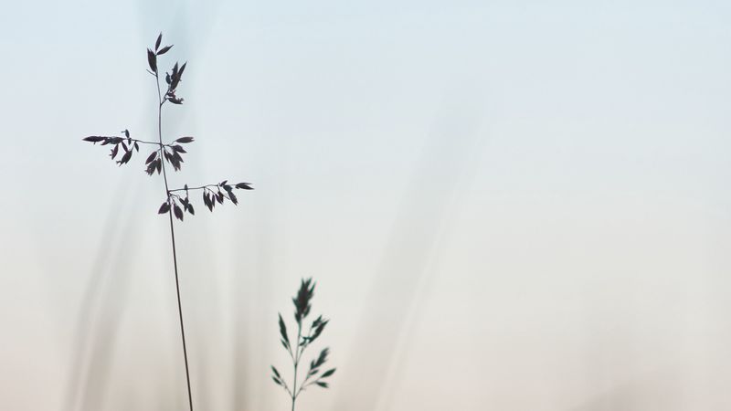 grass, macro, closeup, plants, 4k