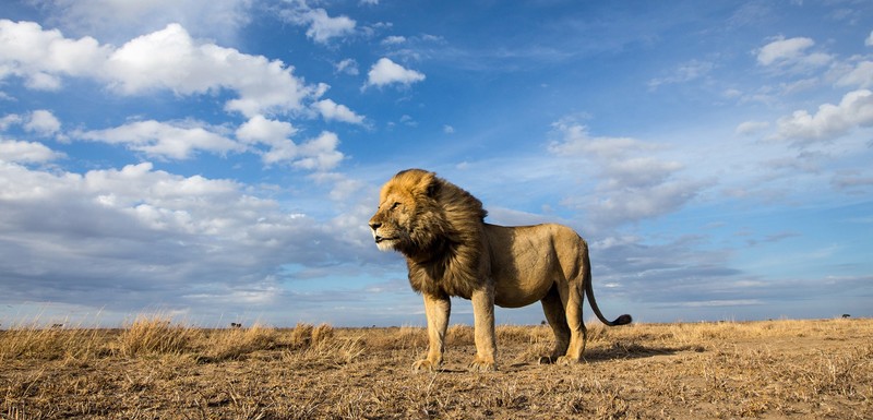 lion, animals, hd
