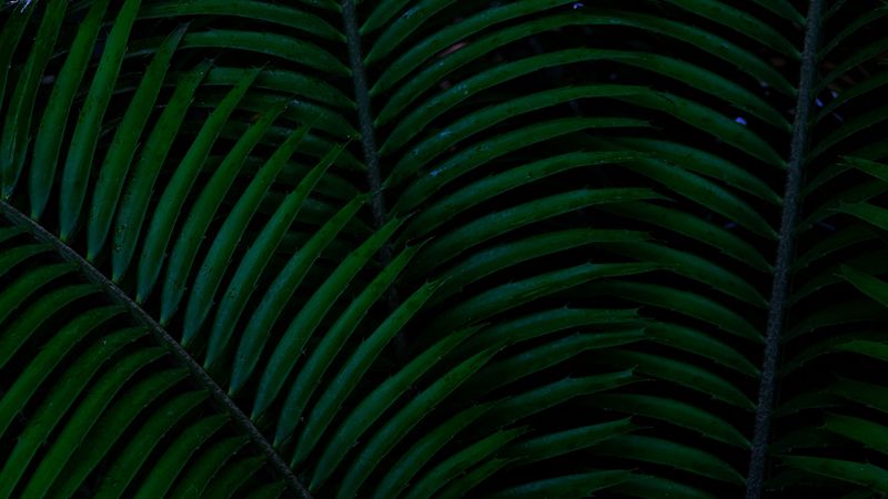 palm, leaves, green, dark, plant, 4k