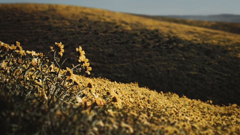 hills, flowers, yellow, field, 4k
