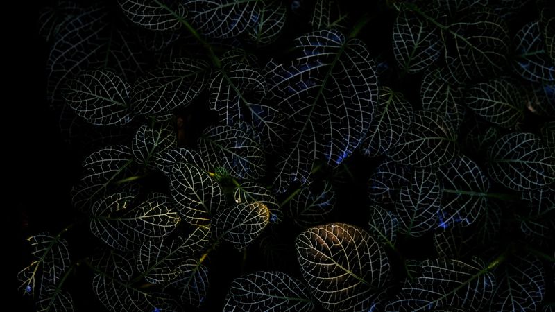 leaves, veins, macro, plant, dark, 4k