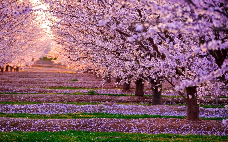 nature, flowers, trees, hd