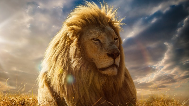 lion, animals, forest, king, predator, hd, 4k