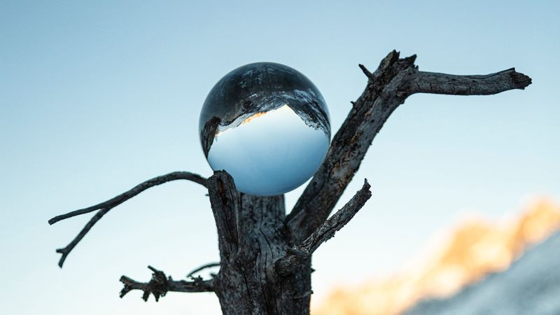 tree, ball, glass, reflection, 4k