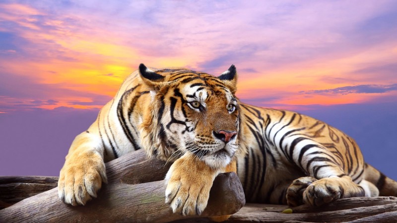 tiger, predator, animals, hd