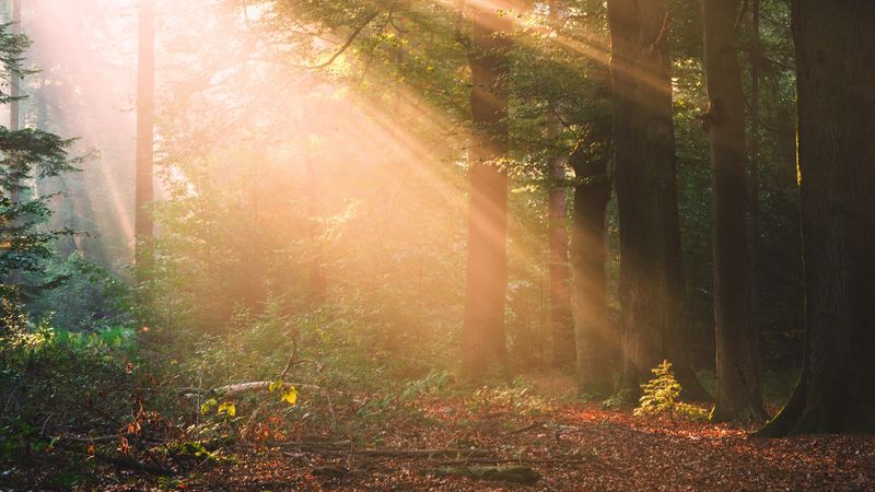 forest, trees, sunlight, landscape, morning, 4k