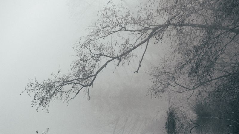 lake, fog, branches, reflection, landscape, 4k