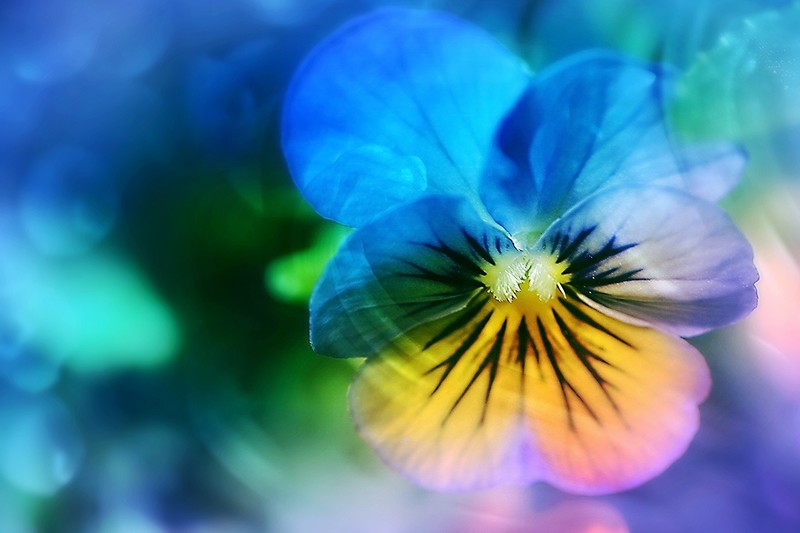 flowers, hd