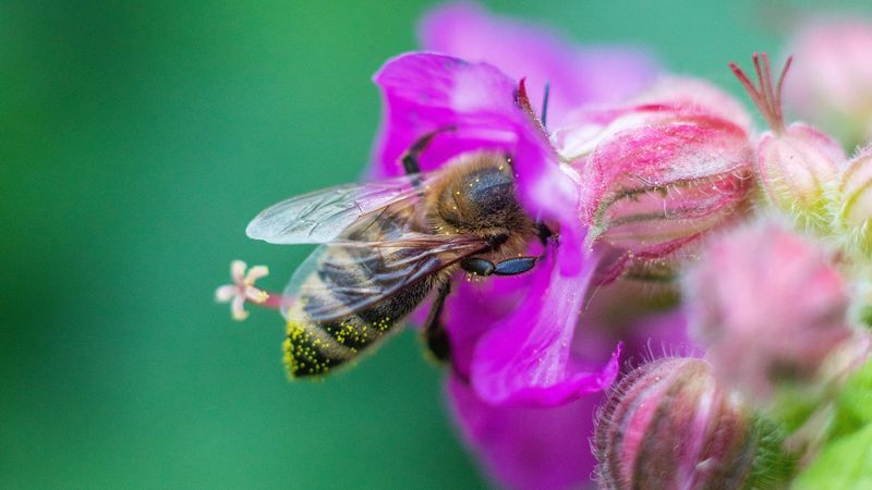bee, flowers, macro, 4k