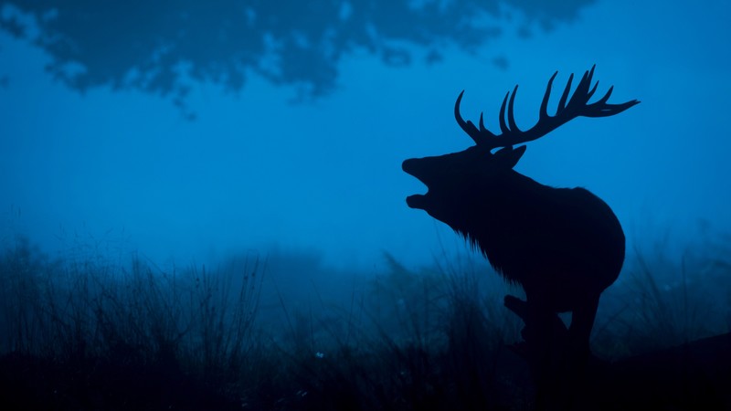 deer, forest, animals, 4k