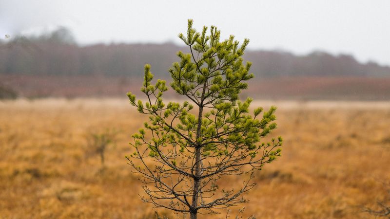 tree, pine, plant, nature, 4k