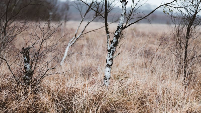grass, trees, swamp, nature, landscape, 4k